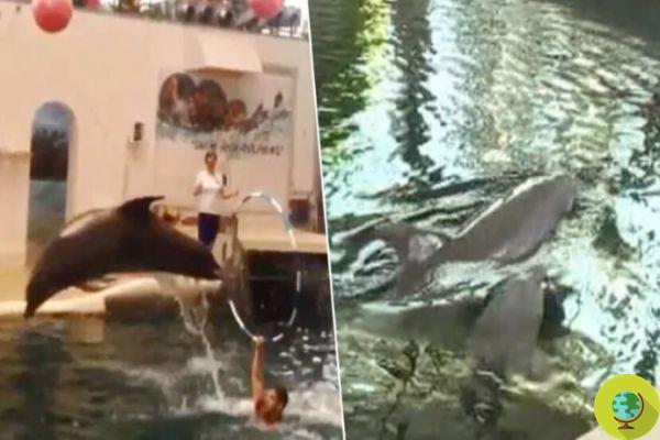Baby dolphin dies in mid-show from work overload in a water park