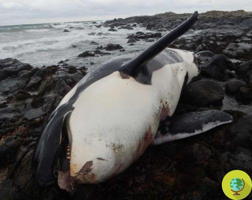 Lulu, the orca made sterile and killed by the highest levels of pollutants ever recorded