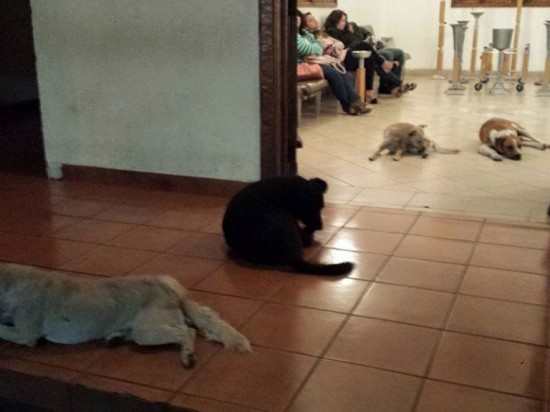 Stray dogs like angels: they rush to the wake of the woman who had looked after them