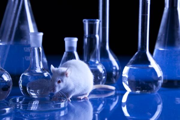Tests sur les animaux pour les cosmétiques : interdiction mondiale avant 2023, le défi de l'UE