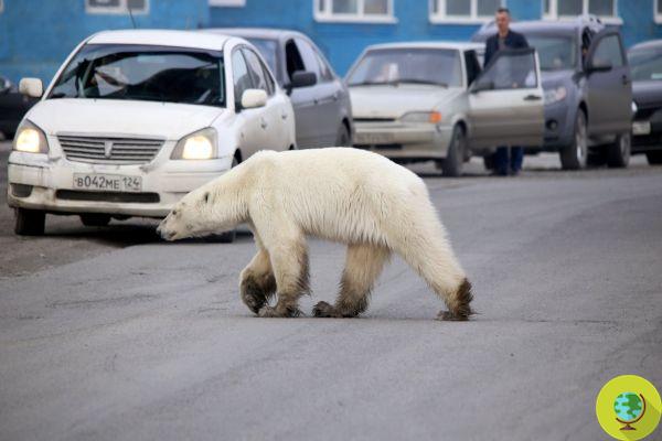 Hungry polar bear found wandering in an industrial city in Siberia