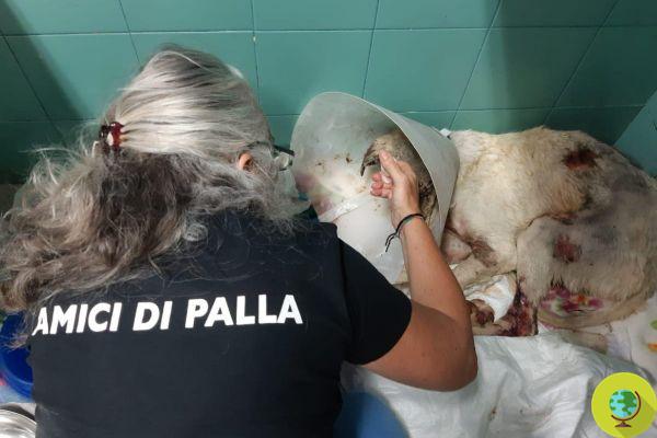 Adeus Angelo: o bravo cão pastor, que se tornou um símbolo dos incêndios na Sardenha, morreu