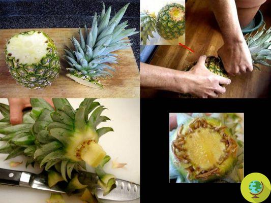 How to grow pineapple from fruit scraps: plant the tuft!