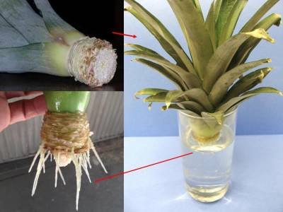 How to grow pineapple from fruit scraps: plant the tuft!