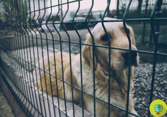 Animais vadios: adeus instalações lager, começa a rede de micro-canis certificados