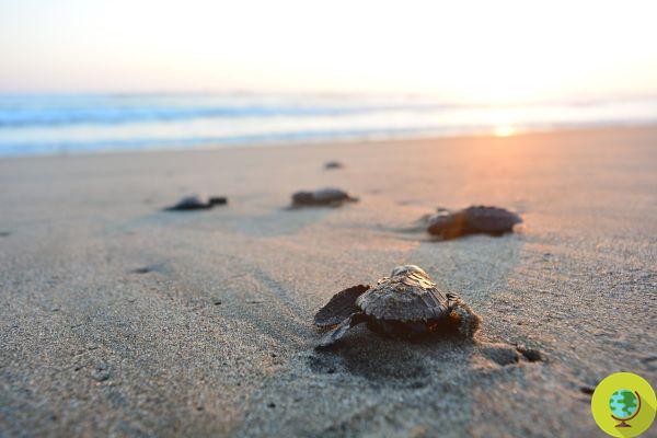 Caretta Caretta nació por primera vez en Ostuni: las imágenes emocionantes de las pequeñas tortugas llegando al mar