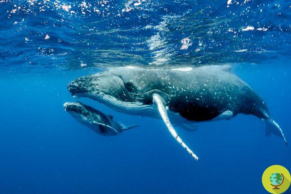 Pizarra: el asombroso espectáculo de danza de ballenas en el Santuario de Cetáceos