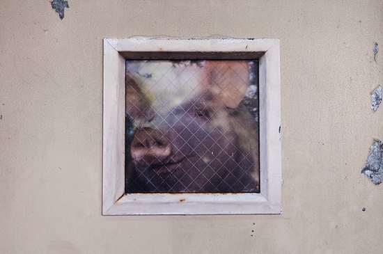 Empty The Cages : le street art de Dan Witz à Londres pour dénoncer les conditions des animaux dans les fermes
