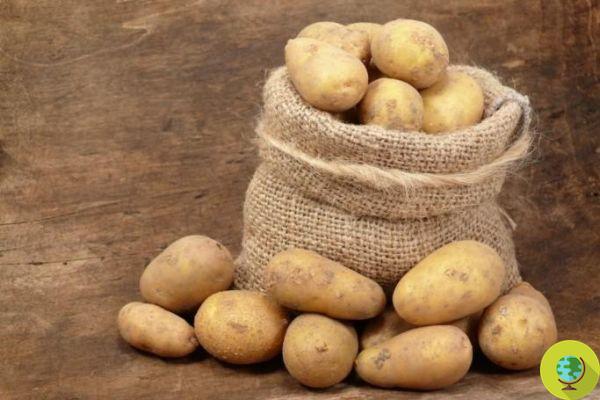 Goodbye GMO potatoes: BASF leaves the European market.