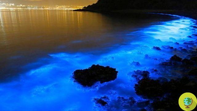 Las espectaculares algas azules que iluminan las playas de Tasmania (FOTO)
