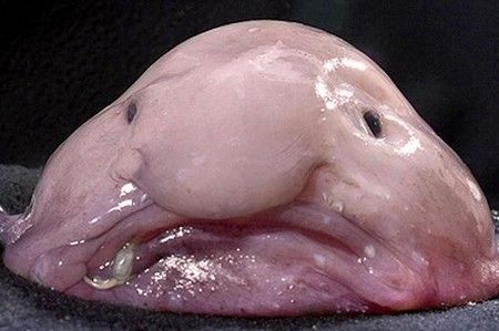 Blobfish : voici l'animal le plus laid du monde (à protéger)