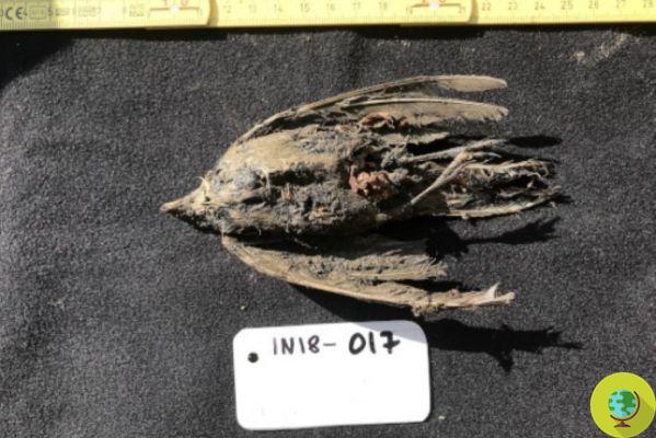 A bird that remained frozen for 46 years was found in Siberia: it is the ancestor of the lark
