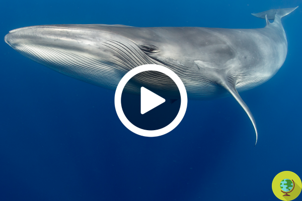 A casa de repouso para cetáceos idosos em cativeiro: uma baía marinha para lhes devolver alguma liberdade