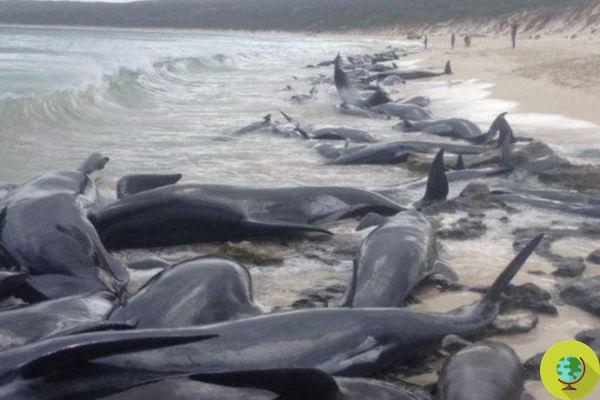 150 cetáceos encalhados na Austrália: abate em massa (VÍDEO)
