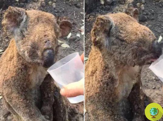Australia: the moving video of a koala being rescued after the fires