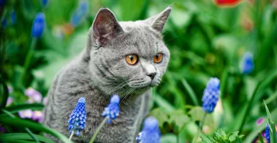 Cats, so weird, so adorable! 10 curiosities to discover