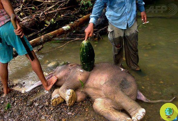 Bebés elefantes asesinados por aceite de palma (FOTO)