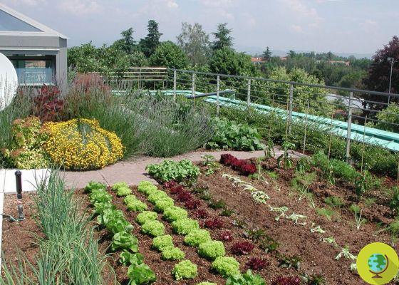Jardins d'entreprise : des jardins urbains à cultiver au bureau