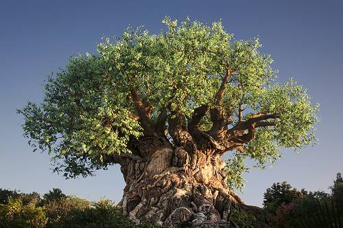 The 10 strangest trees in the world