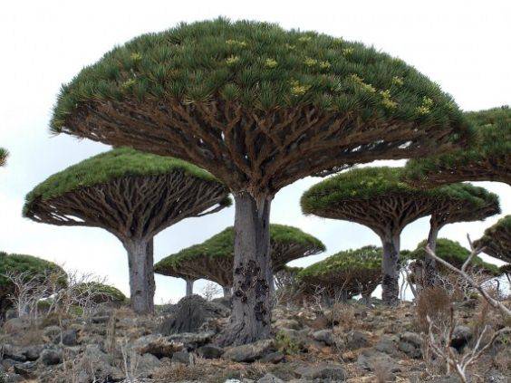 As 10 árvores mais estranhas do mundo