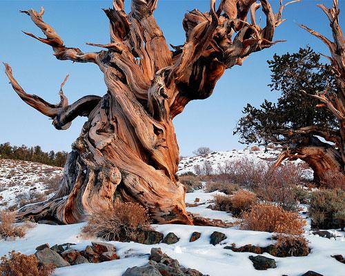 Los 10 árboles más extraños del mundo