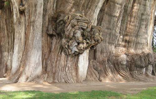 The 10 strangest trees in the world