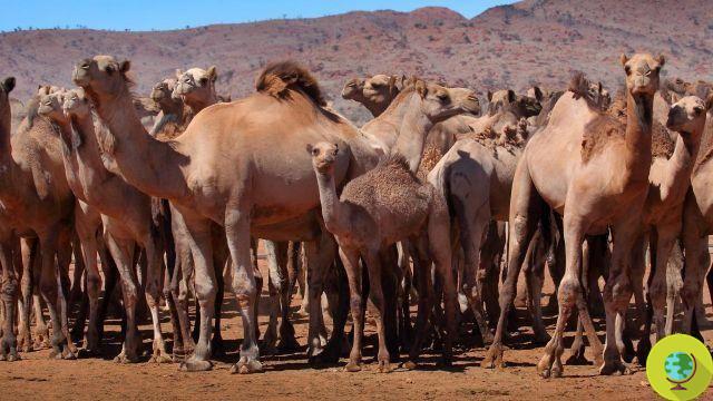 “Beben demasiado”: ​​10 mil camellos serán sacrificados para conservar agua en Australia