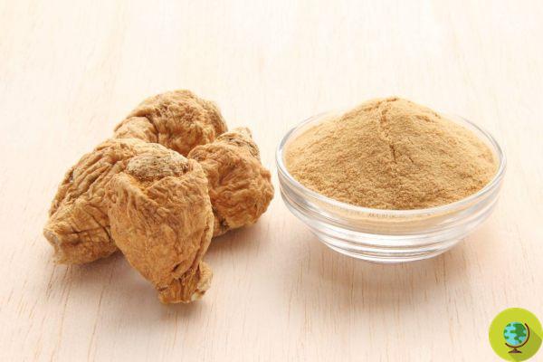 Side effects and things to know before taking maca powder