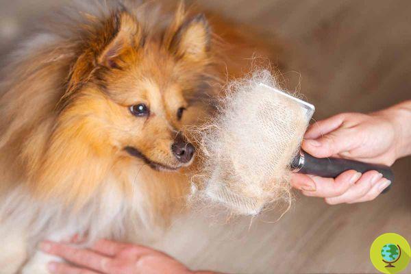 How to reuse your dog's coat in these helpful ways you never expected