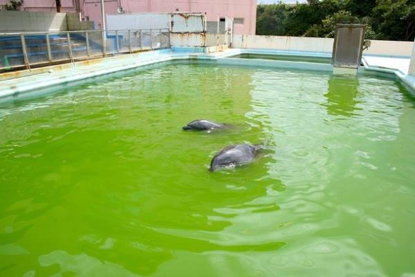 The Choschi City aquarium closes: no one wants to see fish and dolphins suffer