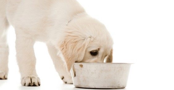 Homemade food for dogs and cats. Expert advice