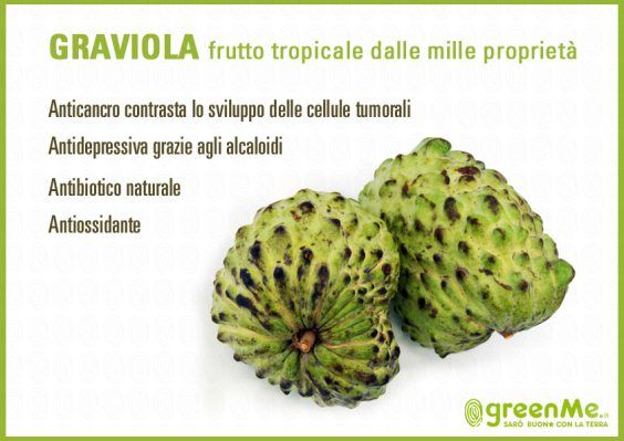 Graviola: benefits, uses and where to find it
