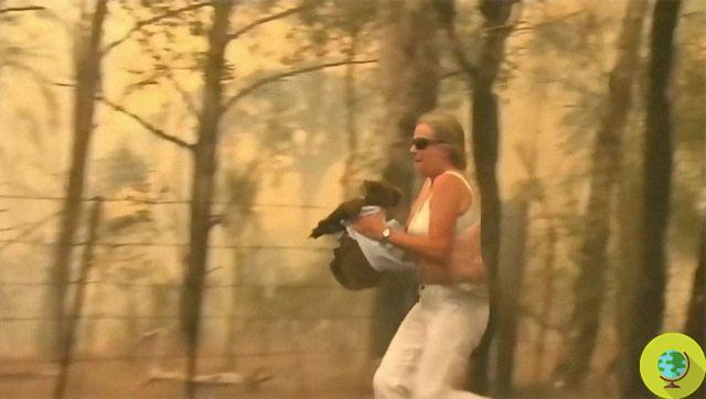 Fires Australia : la femme qui a sauvé un koala d'une mort certaine en se jetant dans les flammes