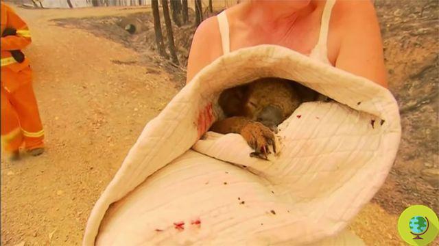 Fires Australia: la mujer que salvó a un koala de una muerte segura arrojándose a las llamas