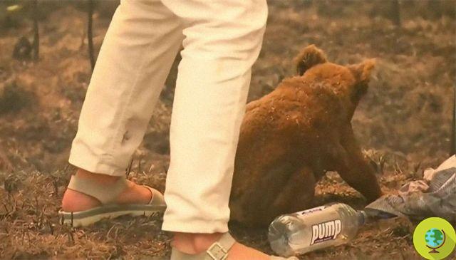Incêndios na Austrália: a mulher que salvou um coala da morte certa jogando-se nas chamas