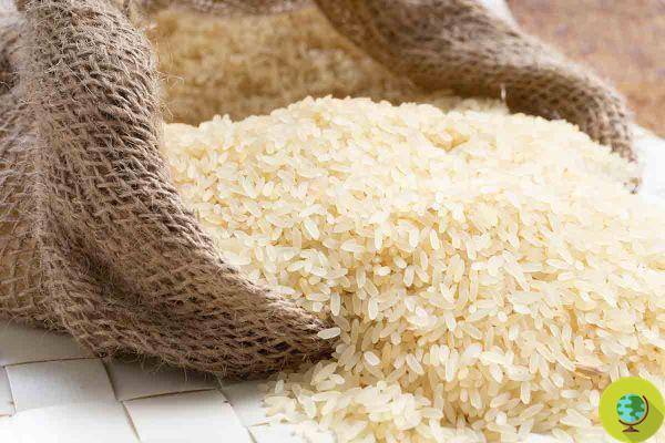 Comer demasiado arroz puede aumentar el riesgo de enfermedad cardíaca por arsénico. yo estudio