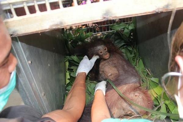 Palm oil: the bleak truth behind this photo of a mother orangutan with her baby