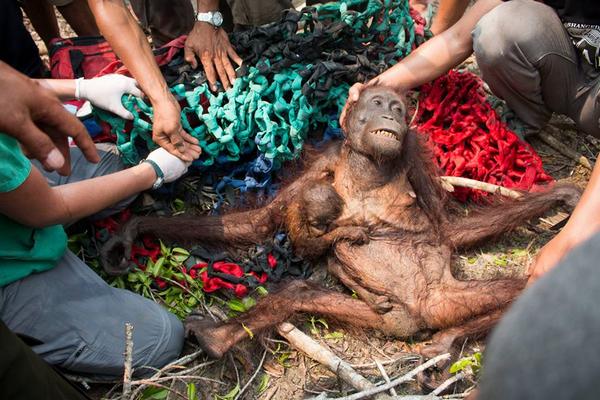 Huile de palme : la sombre vérité derrière cette photo d'une mère orang-outan avec son bébé