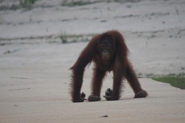 Óleo de palma: a verdade sombria por trás desta foto de uma mãe orangotango com seu bebê