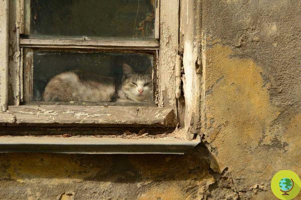 Choque na França: 100 gatos mortos encontrados na casa dos horrores, o que sabemos sobre o caso
