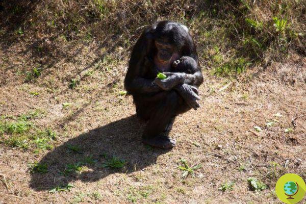 Sharing food in bonobos explains the origin of human generosity