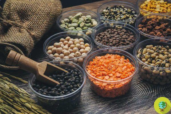 Because if you have diabetes, legumes are one of the best foods for your diet