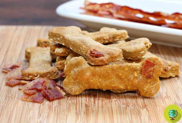 Galletas y snacks caseros para perros: las 5 recetas más deliciosas y fáciles de preparar