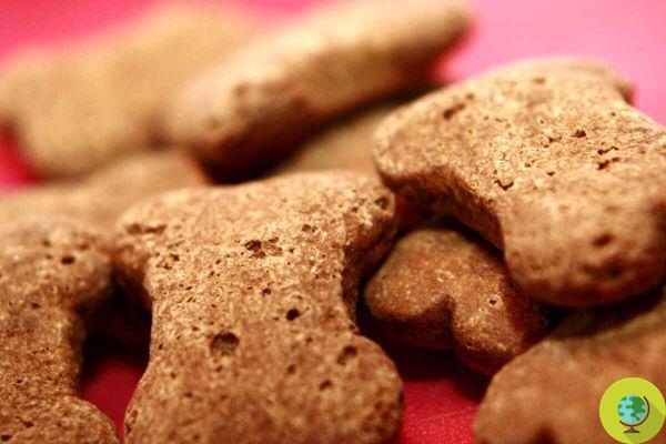 DIY dog snacks and biscuits: the 5 most delicious and easy to prepare recipes