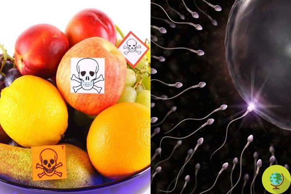 Pesticidas em frutas e vegetais reduzem pela metade o esperma: o estudo de choque de Harvard