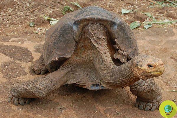 Diego, a tartaruga gigante que salvou sua espécie, volta para casa após 80 anos de cativeiro