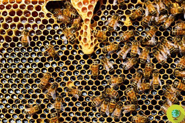 Muerte de abejas: ¿tienen la culpa los teléfonos móviles?