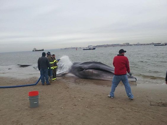 9 meter whale beached in New York. We think of euthanasia