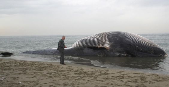 Baleine de 9 mètres échouée à New York. On pense à l'euthanasie