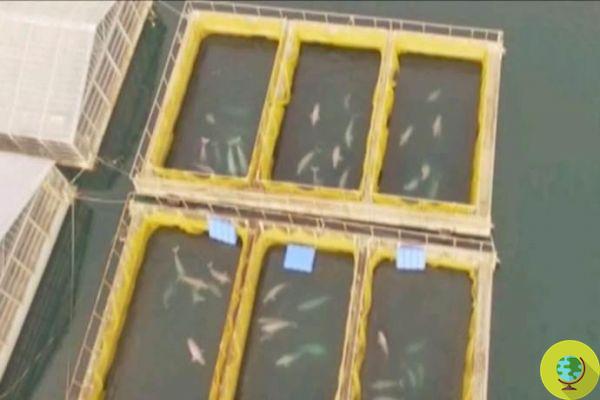 Hundreds of belugas and killer whales locked up in a marine prison: the one nobody wanted you to see